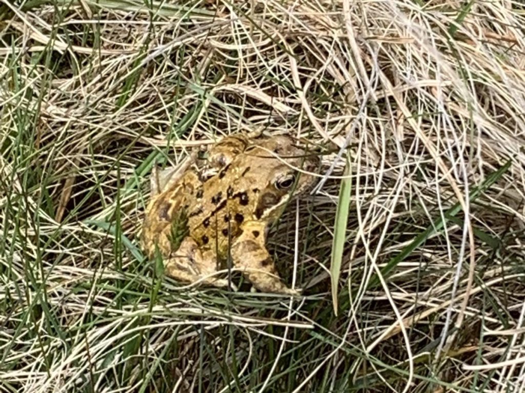 ballygally frog in dry grass
